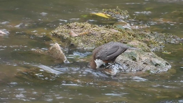 White-throated Dipper - ML588664631