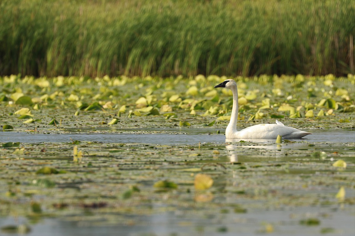 Trumpeter Swan - ML588665051