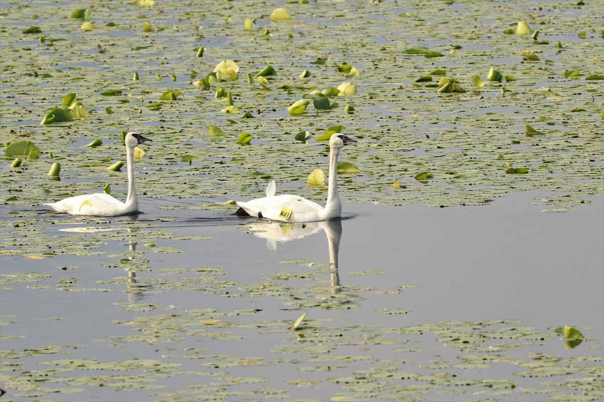 Trumpeter Swan - ML588665081