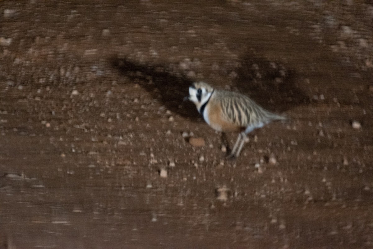 Inland Dotterel - ML588665101