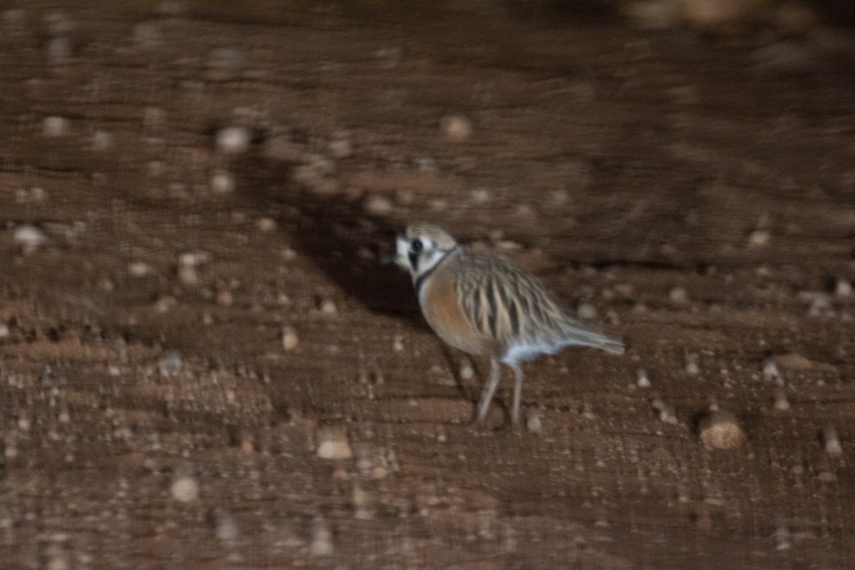 Inland Dotterel - ML588665111