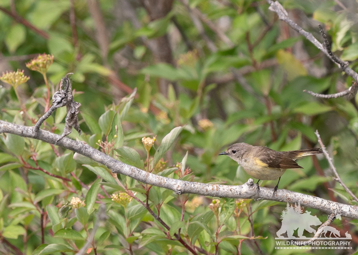 American Redstart - ML588665351