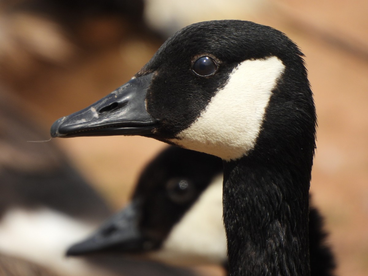 Canada Goose - ML588665531