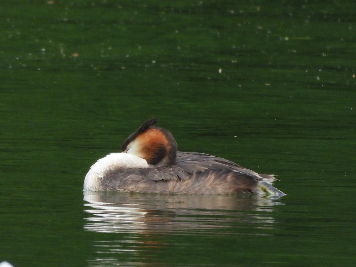 Great Crested Grebe - ML588665761