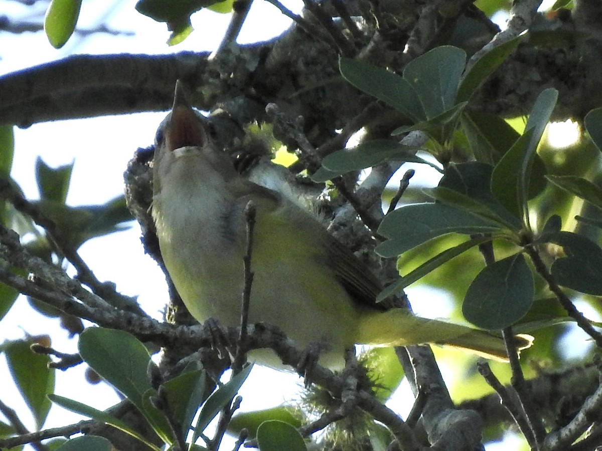 Yellow-green Vireo - ML588665881