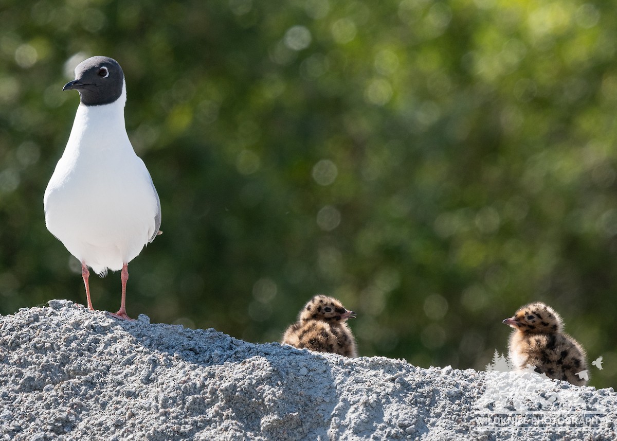 Bonaparte's Gull - Marcus Jackson