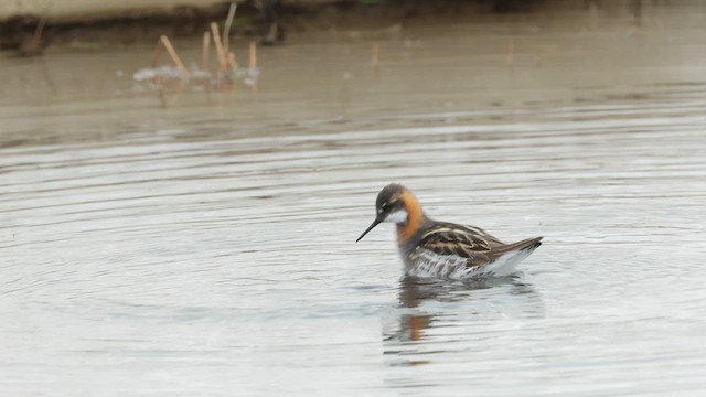 Phalarope à bec étroit - ML588666151