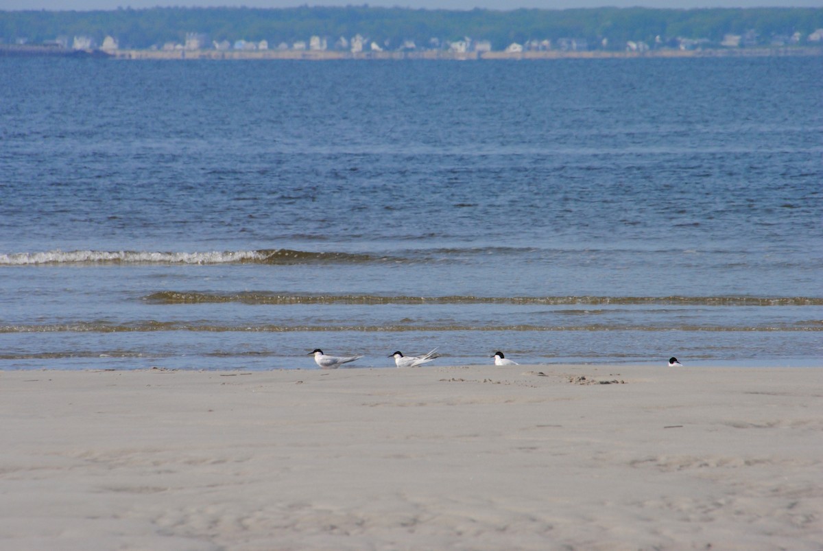 Roseate Tern - ML588666341