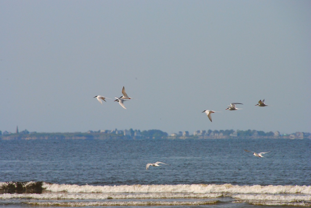 Roseate Tern - ML588666351