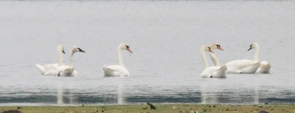 Trumpeter Swan - ML588666561