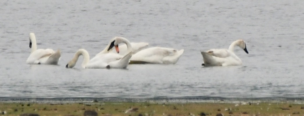 Trumpeter Swan - Alissa Kegelman