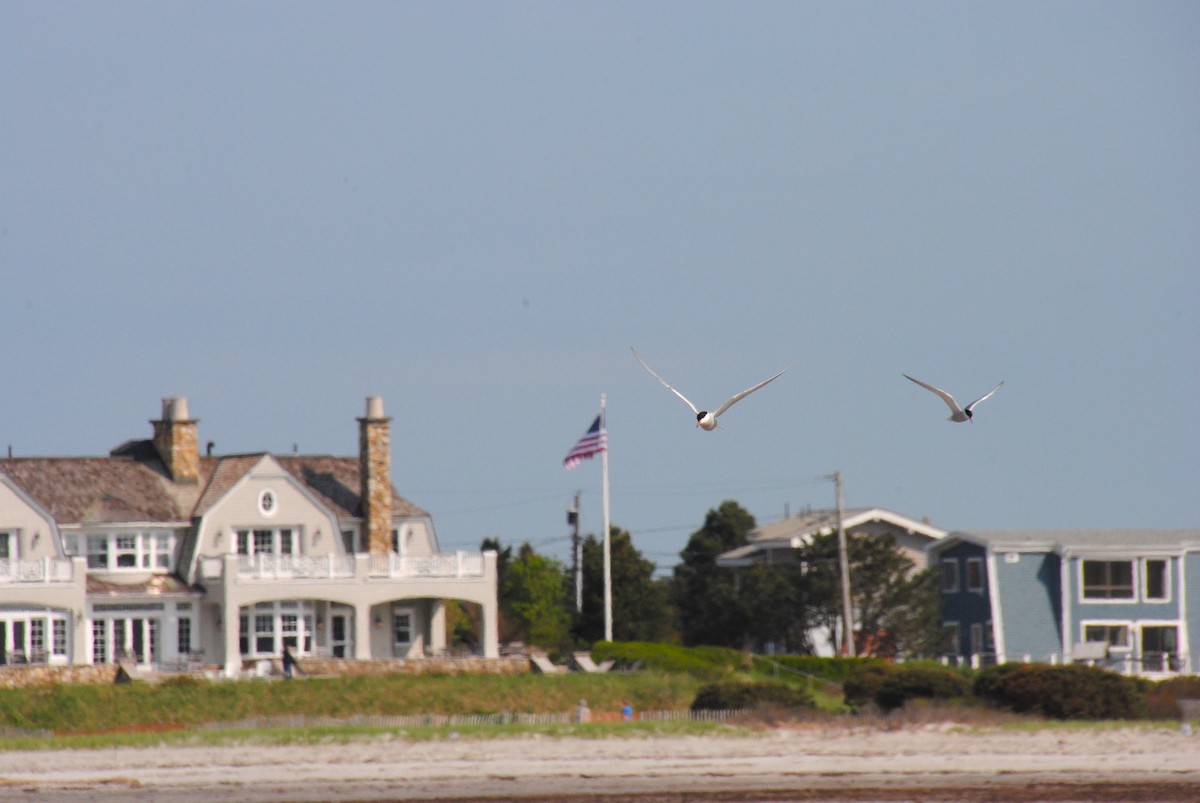 Common Tern - ML588666631