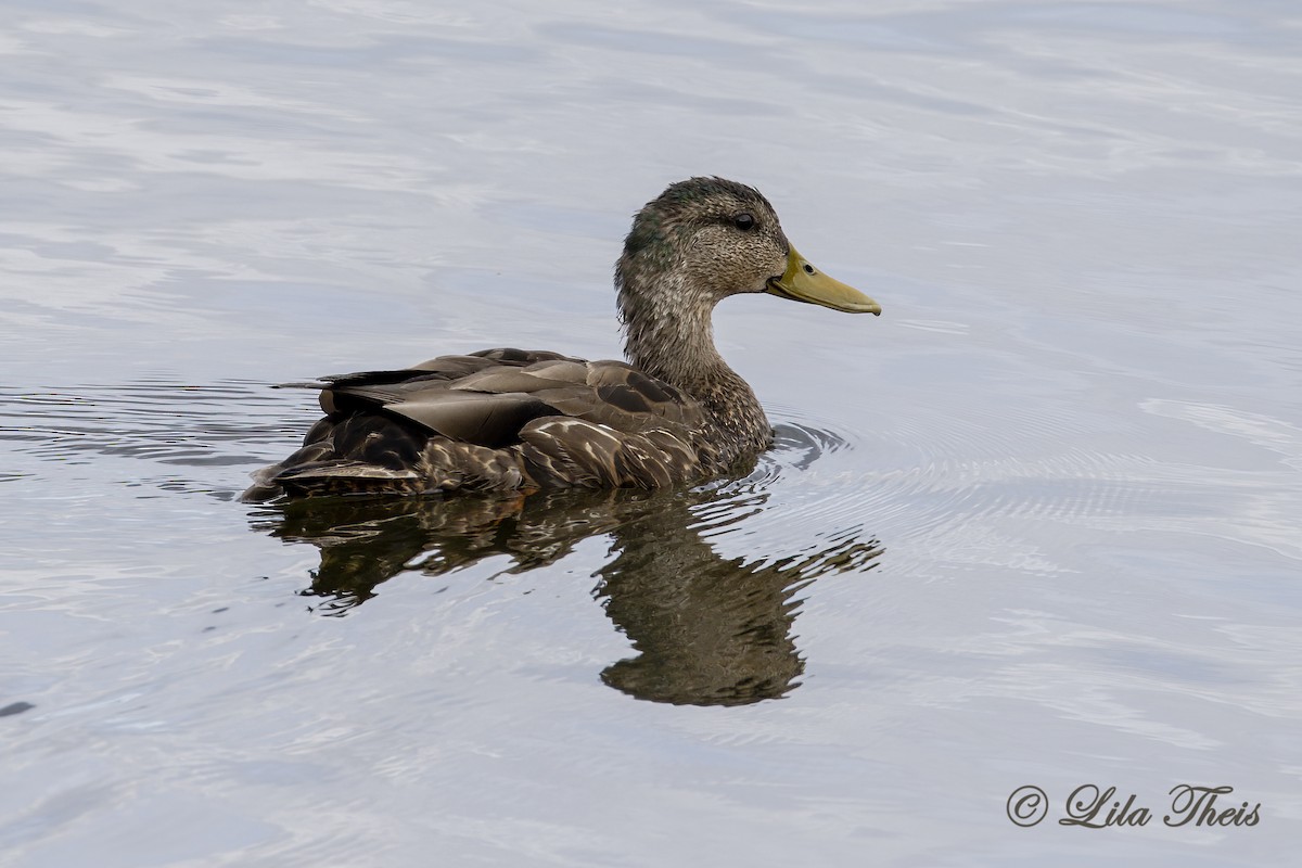 Mallard x American Black Duck (hybrid) - ML588666901