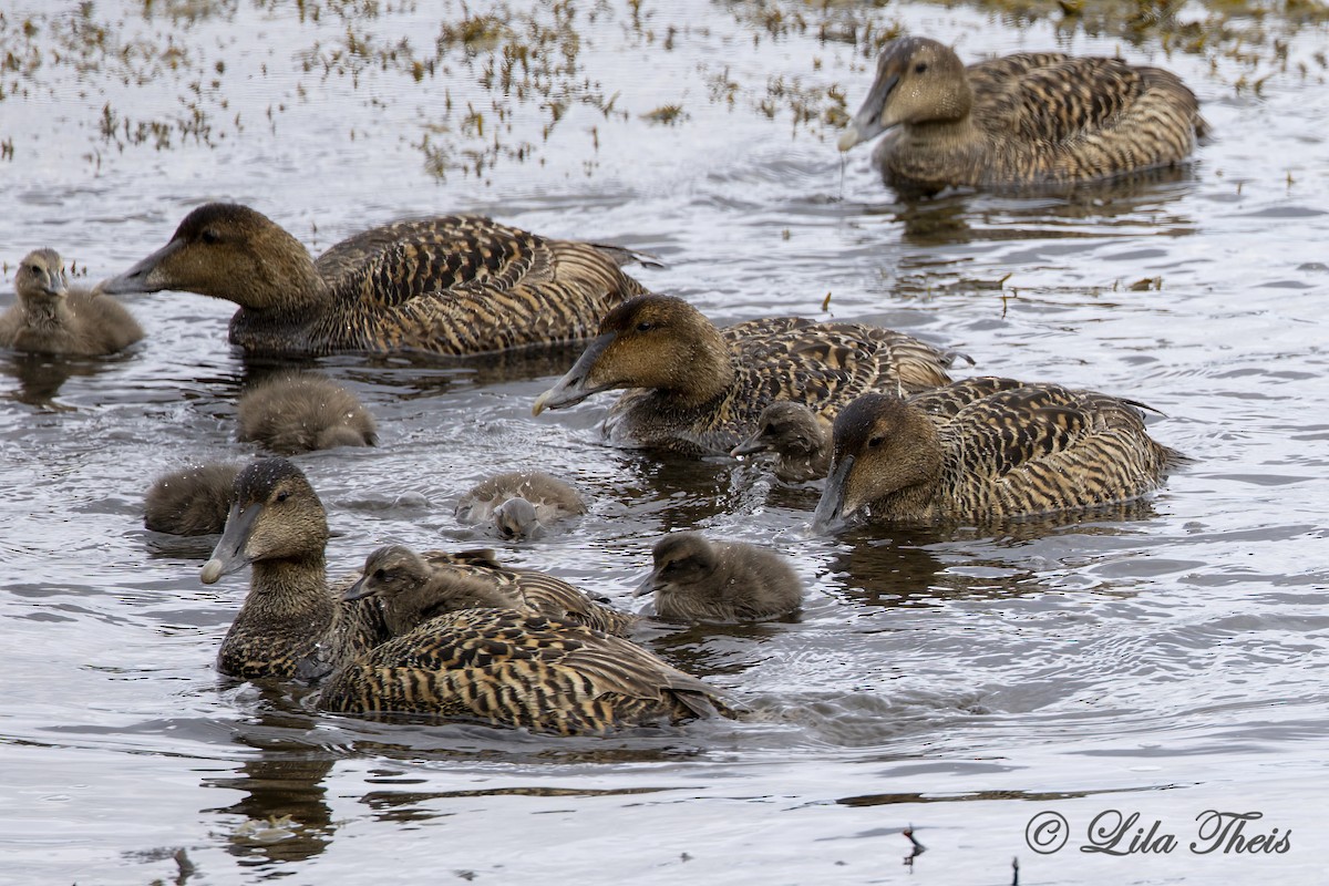 Common Eider (Dresser's) - ML588667021