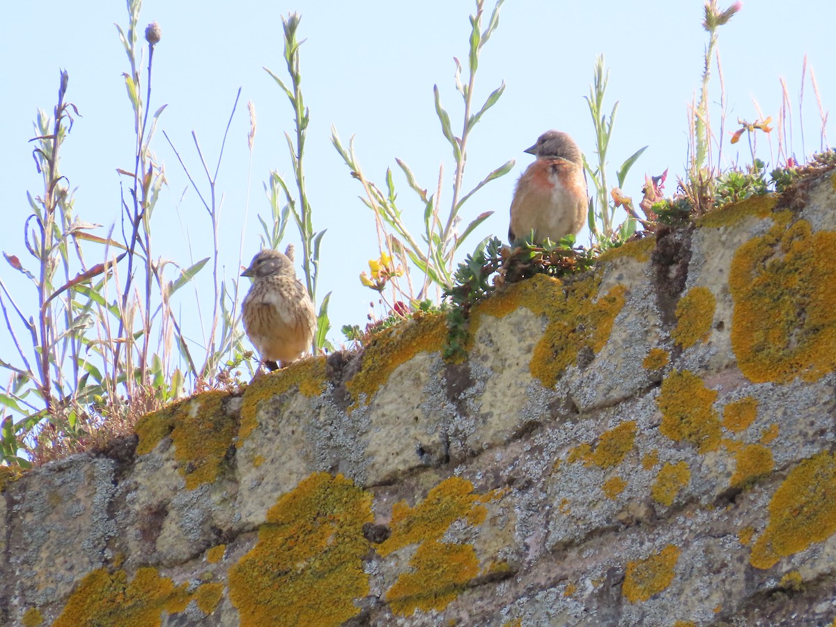 Eurasian Linnet - ML588667401