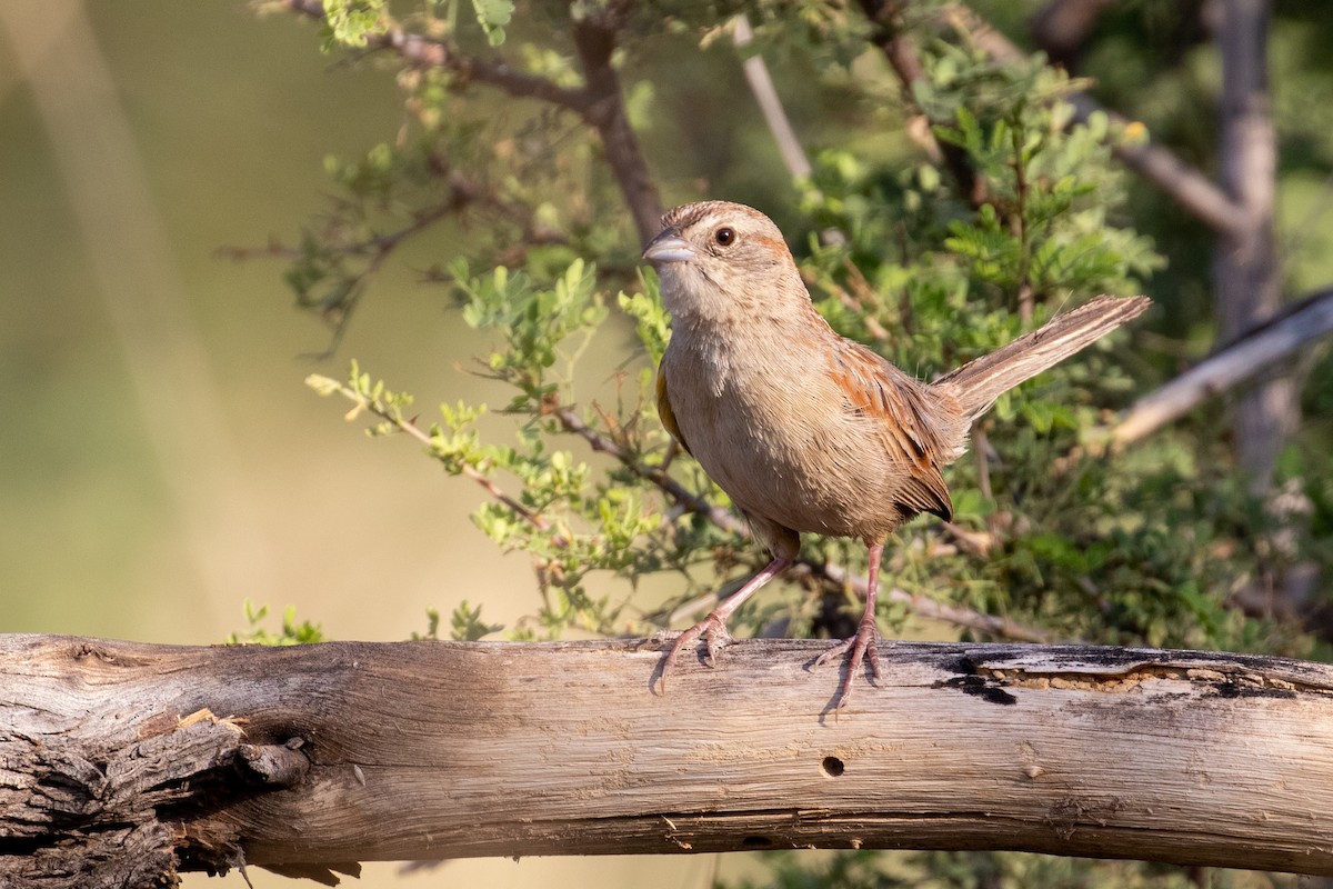 Botteri's Sparrow - ML588667411