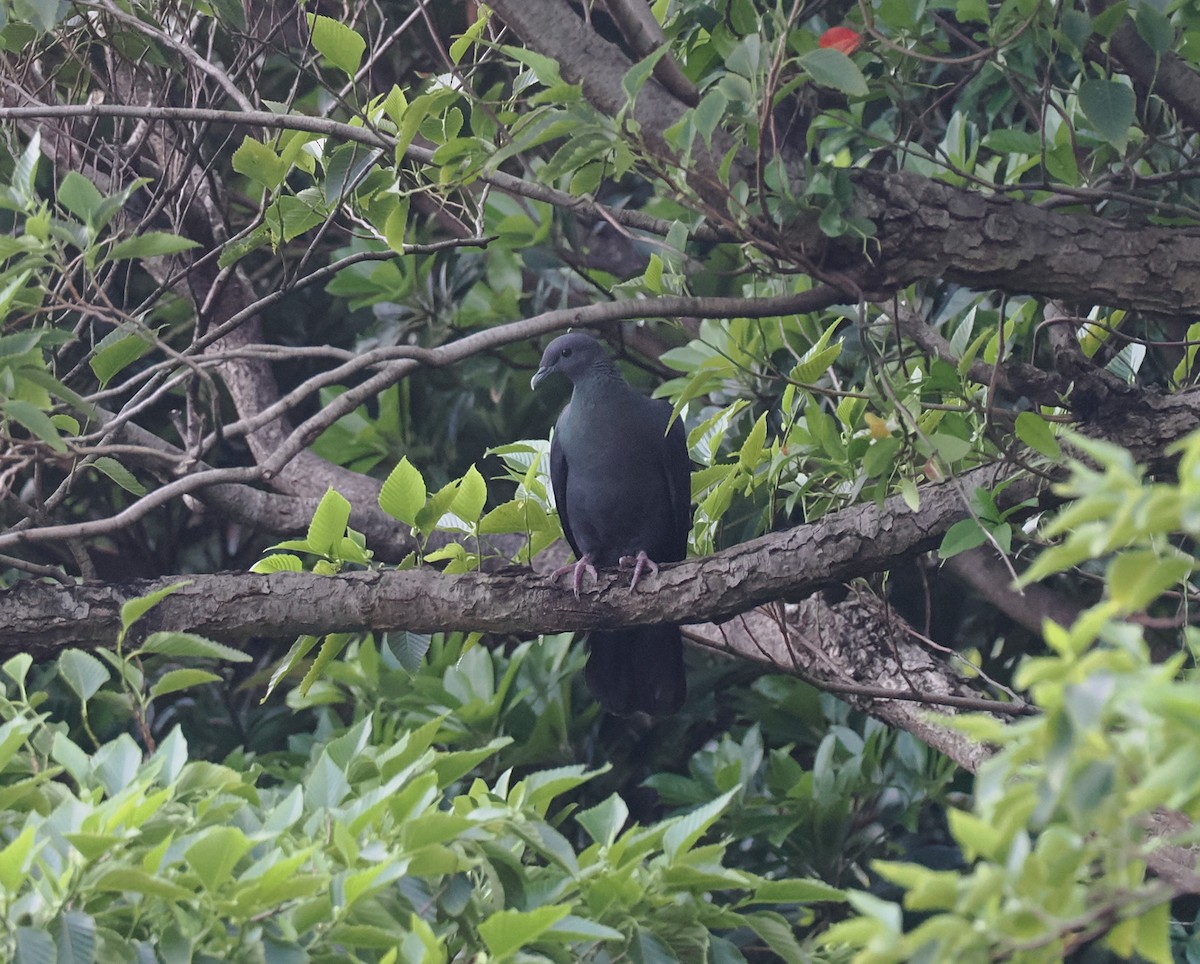 Black Wood-Pigeon - ML588667941