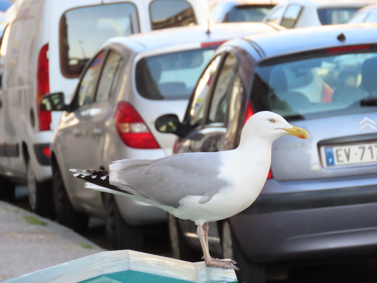 Herring Gull (European) - ML588668221