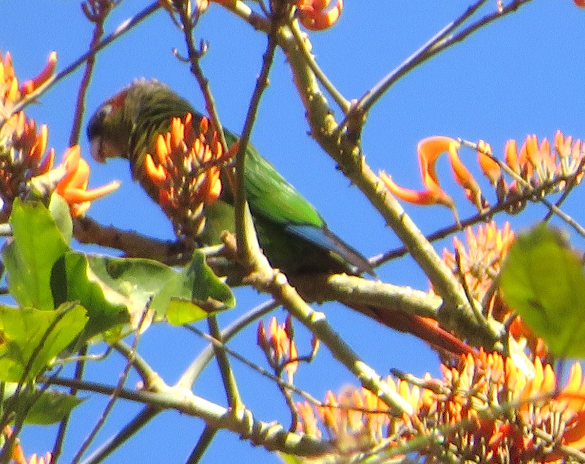 Red-eared Parakeet - ML588668511