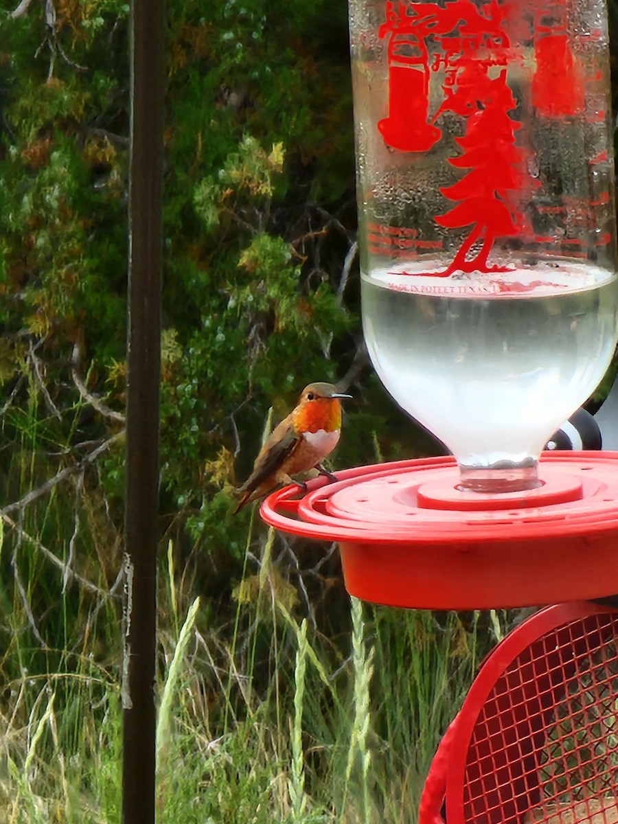Rufous Hummingbird - Daniel Grossi