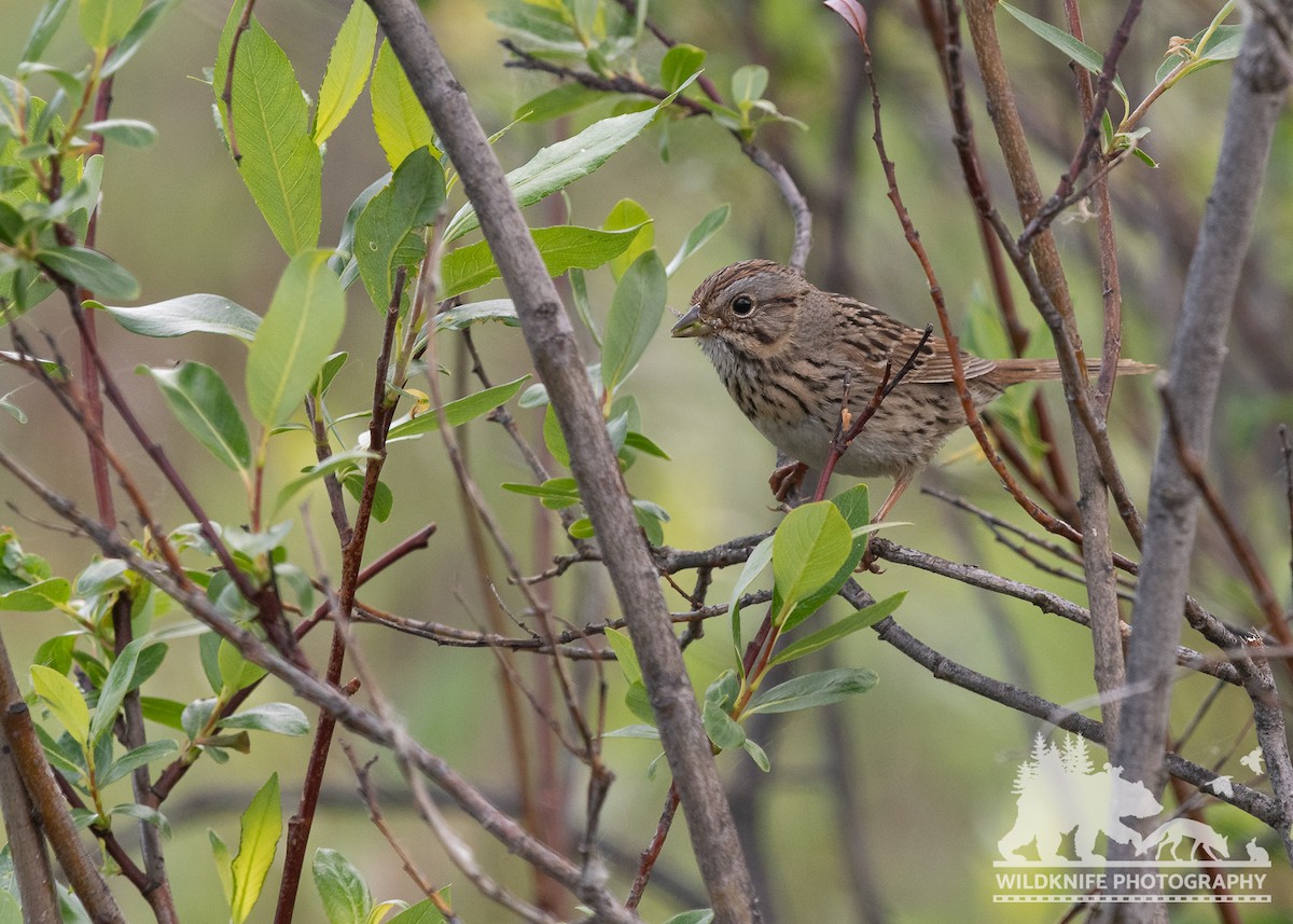 Lincoln's Sparrow - ML588669251