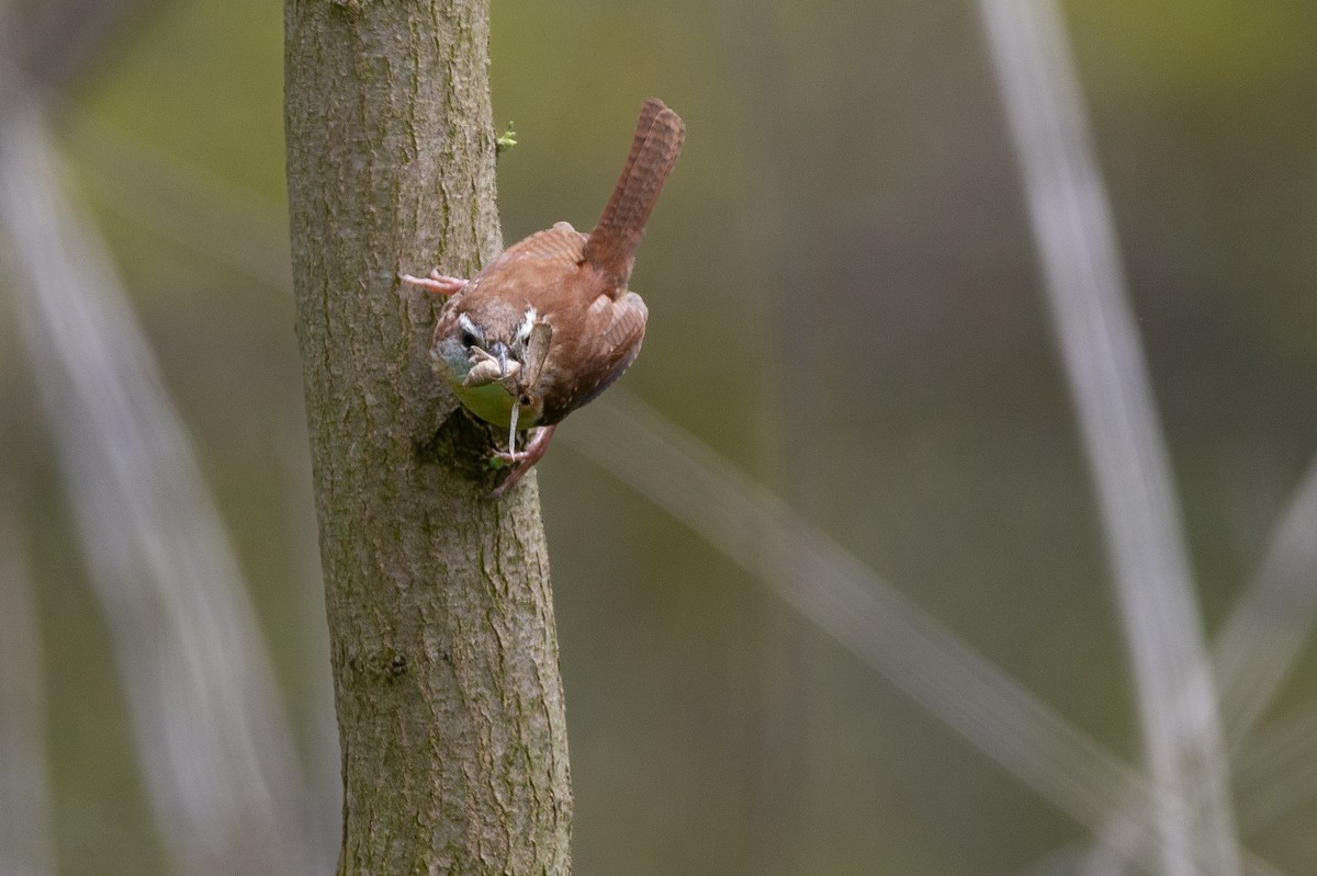 Carolina Wren - ML588669761