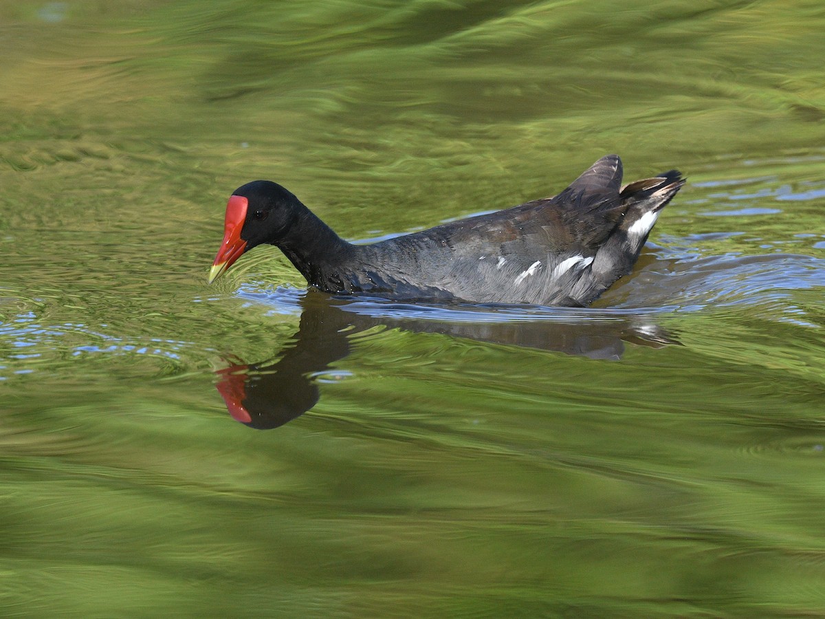 Common Gallinule - ML588670181