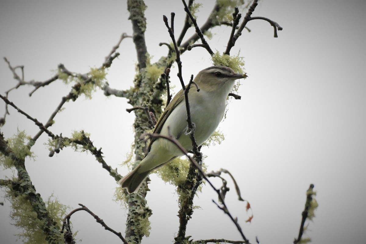 Red-eyed Vireo - ML588670351