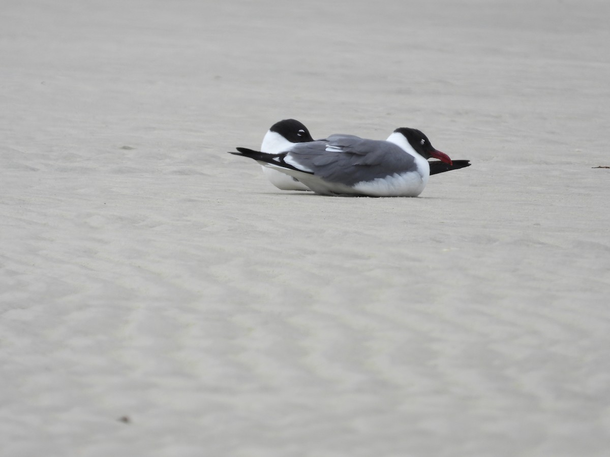 Laughing Gull - ML588670611