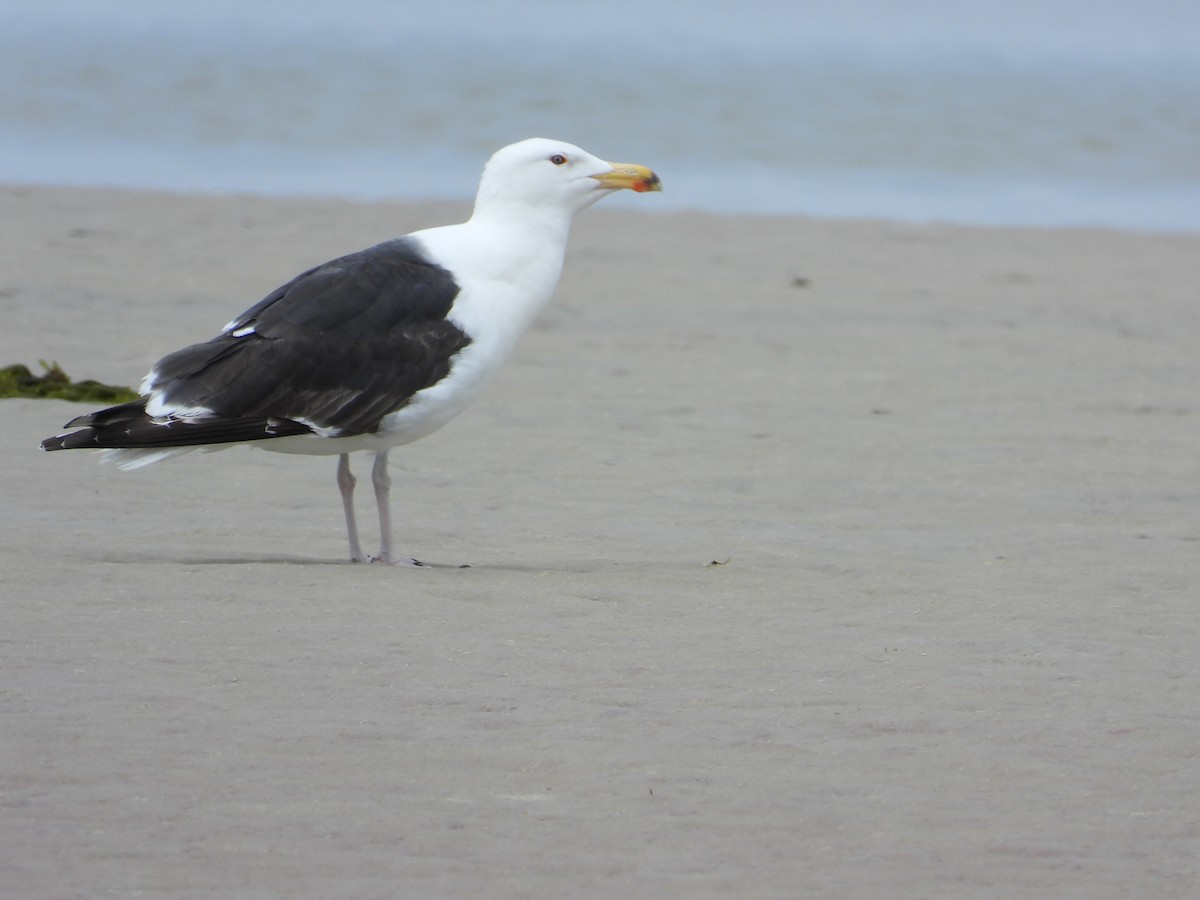 Great Black-backed Gull - Jennifer Krell