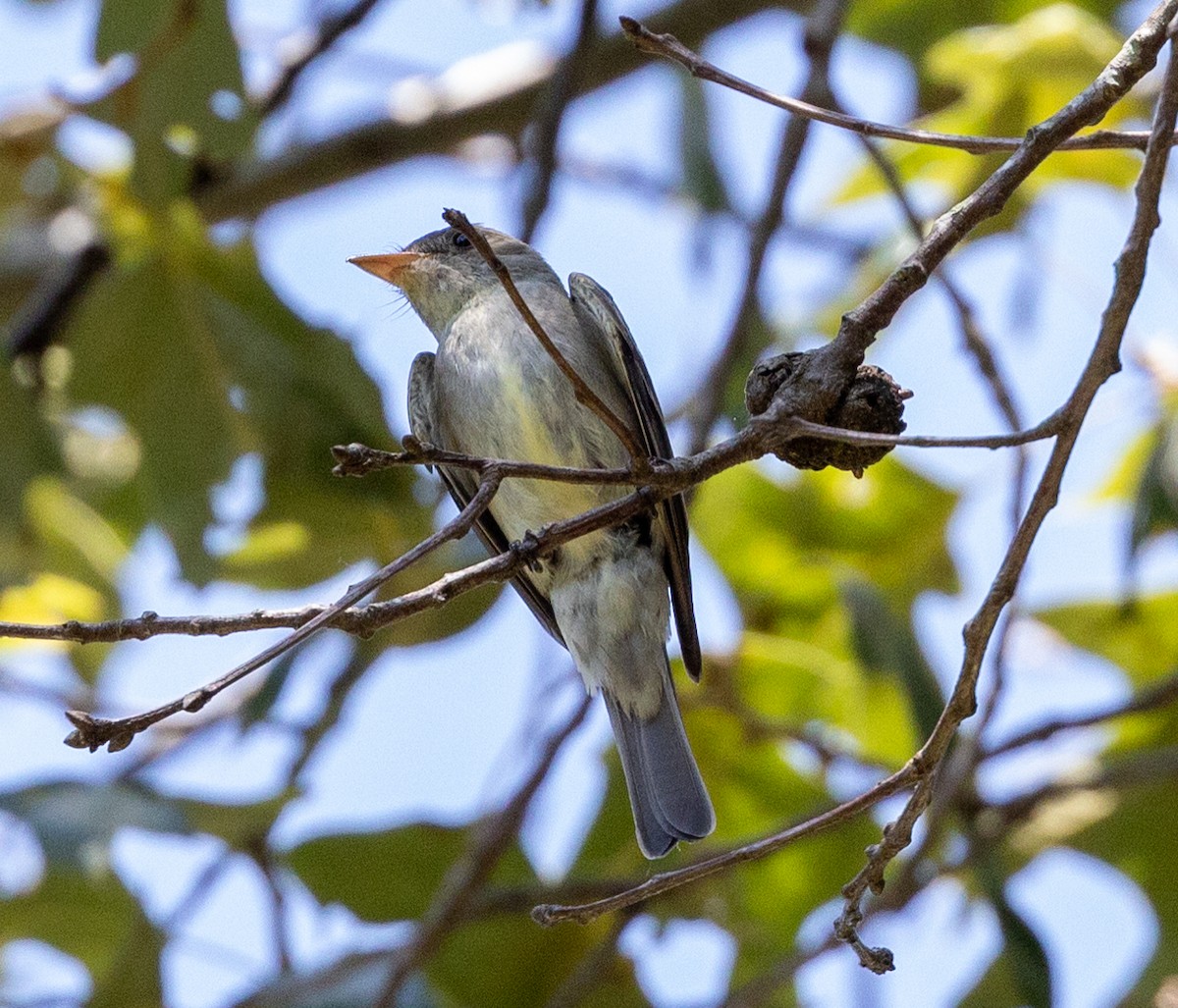 Hellbauch-Schnäppertyrann - ML588670851