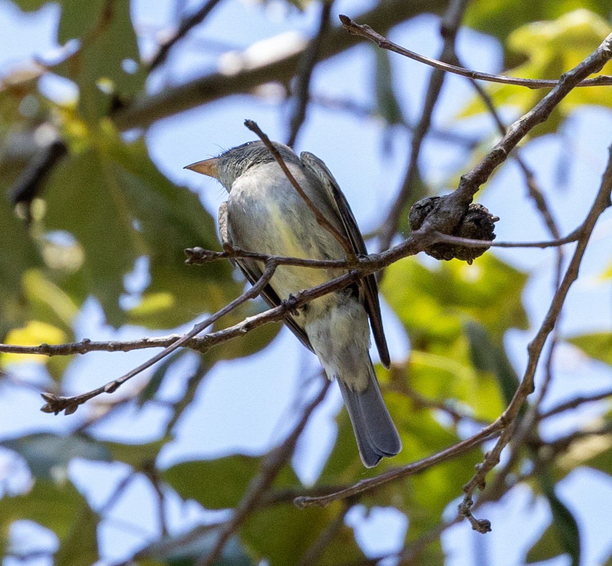 Eastern Wood-Pewee - Greg Harrington