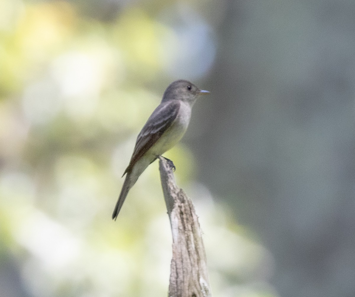 Eastern Wood-Pewee - Greg Harrington