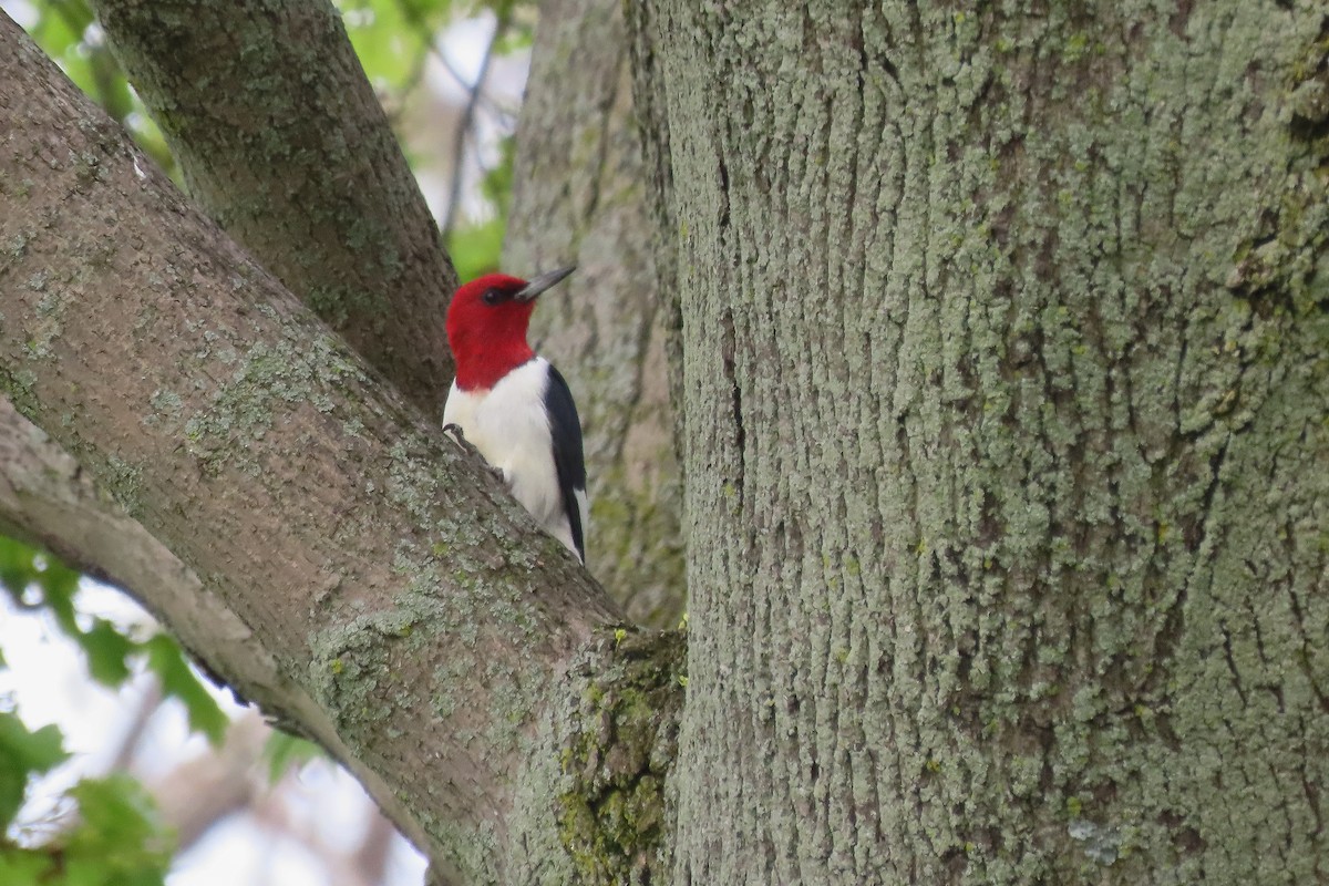 Red-headed Woodpecker - ML588671081