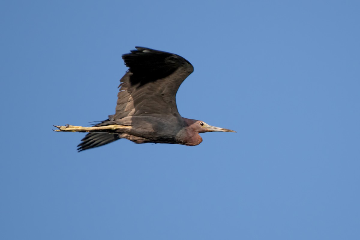 Little Blue Heron - James Corgill