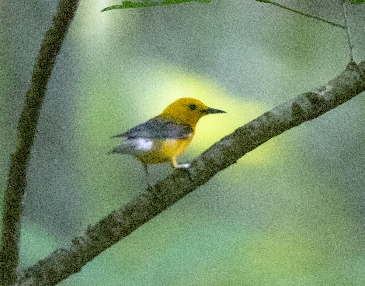 Prothonotary Warbler - Greg Harrington