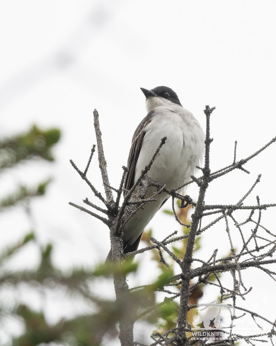 Eastern Kingbird - ML588672471