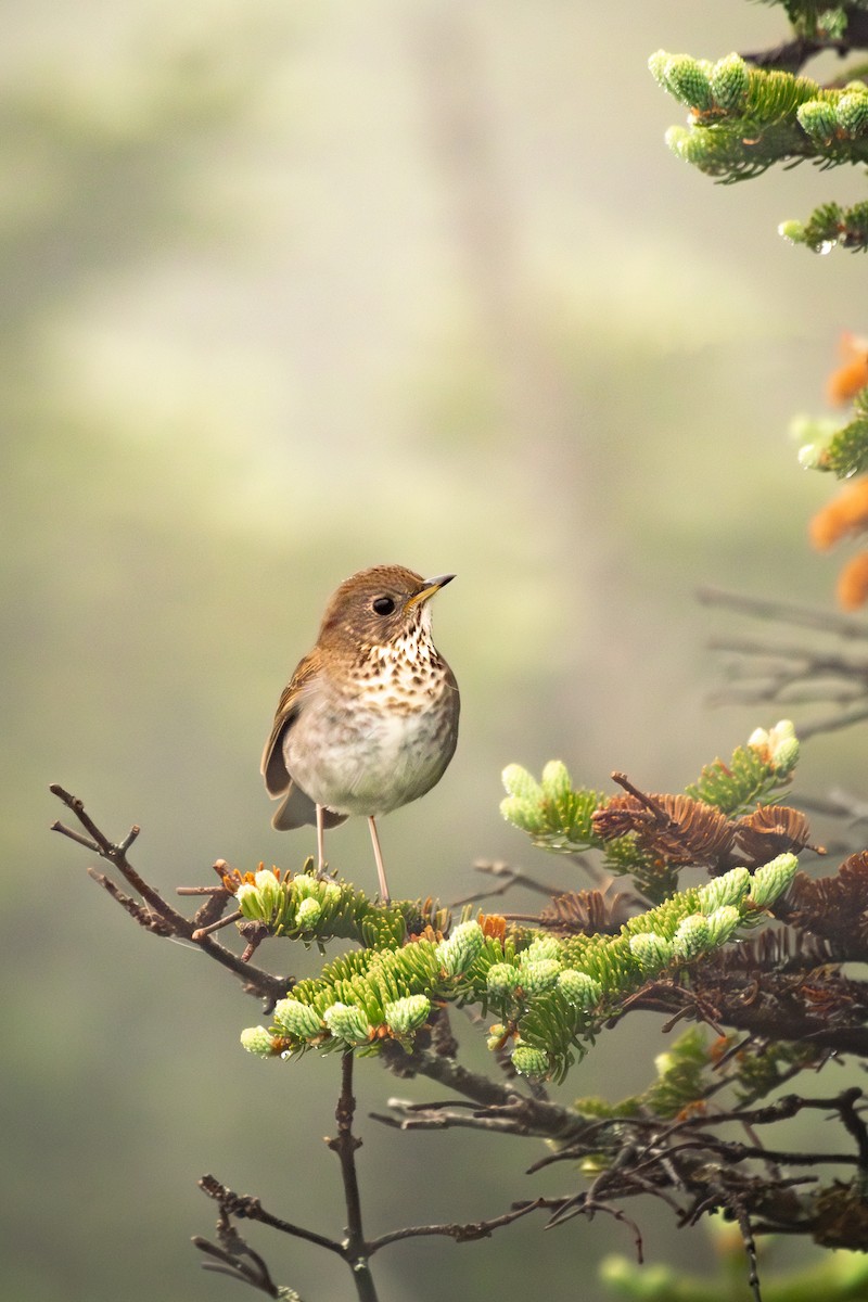 Bicknell's Thrush - ML588672501