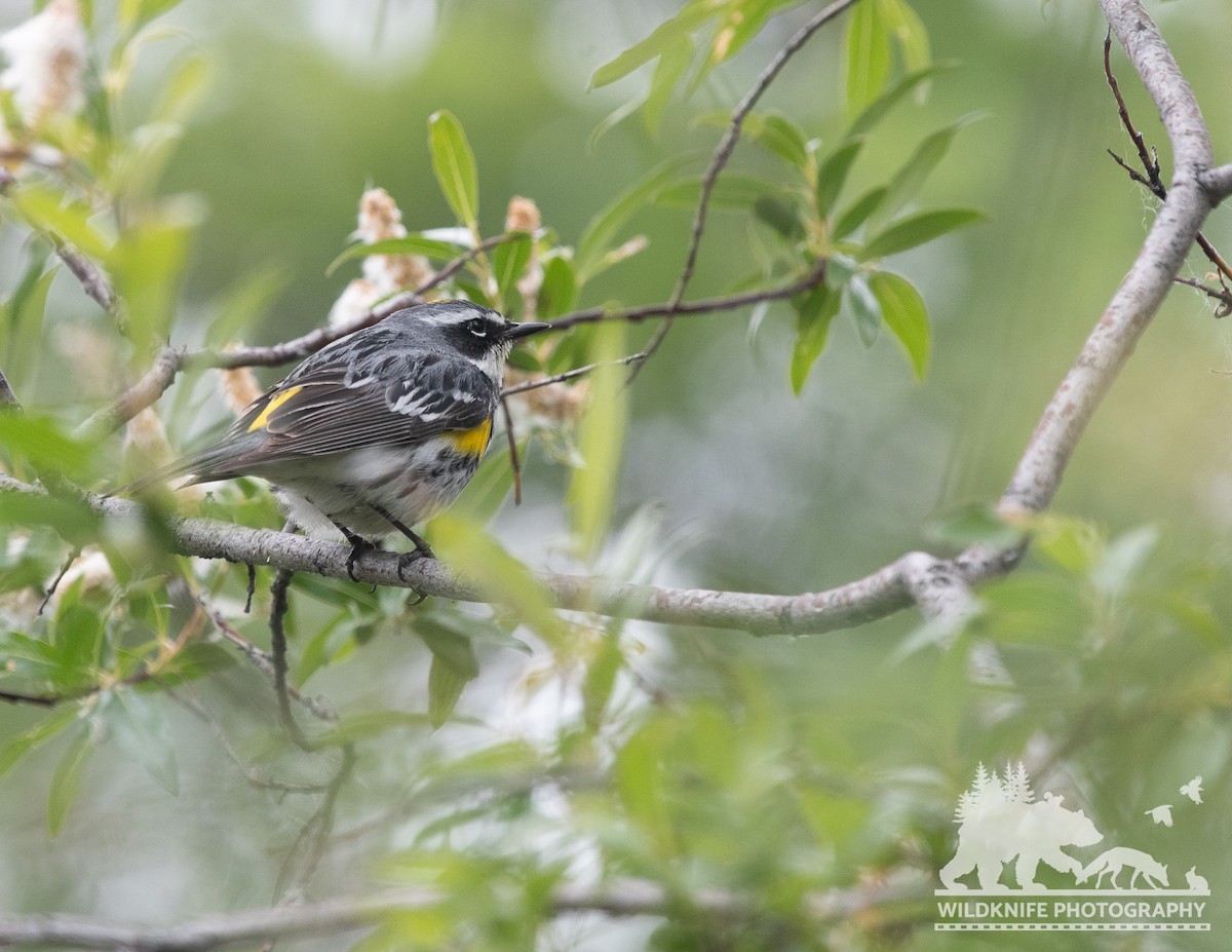 lesňáček žlutoskvrnný (ssp. coronata) - ML588672551