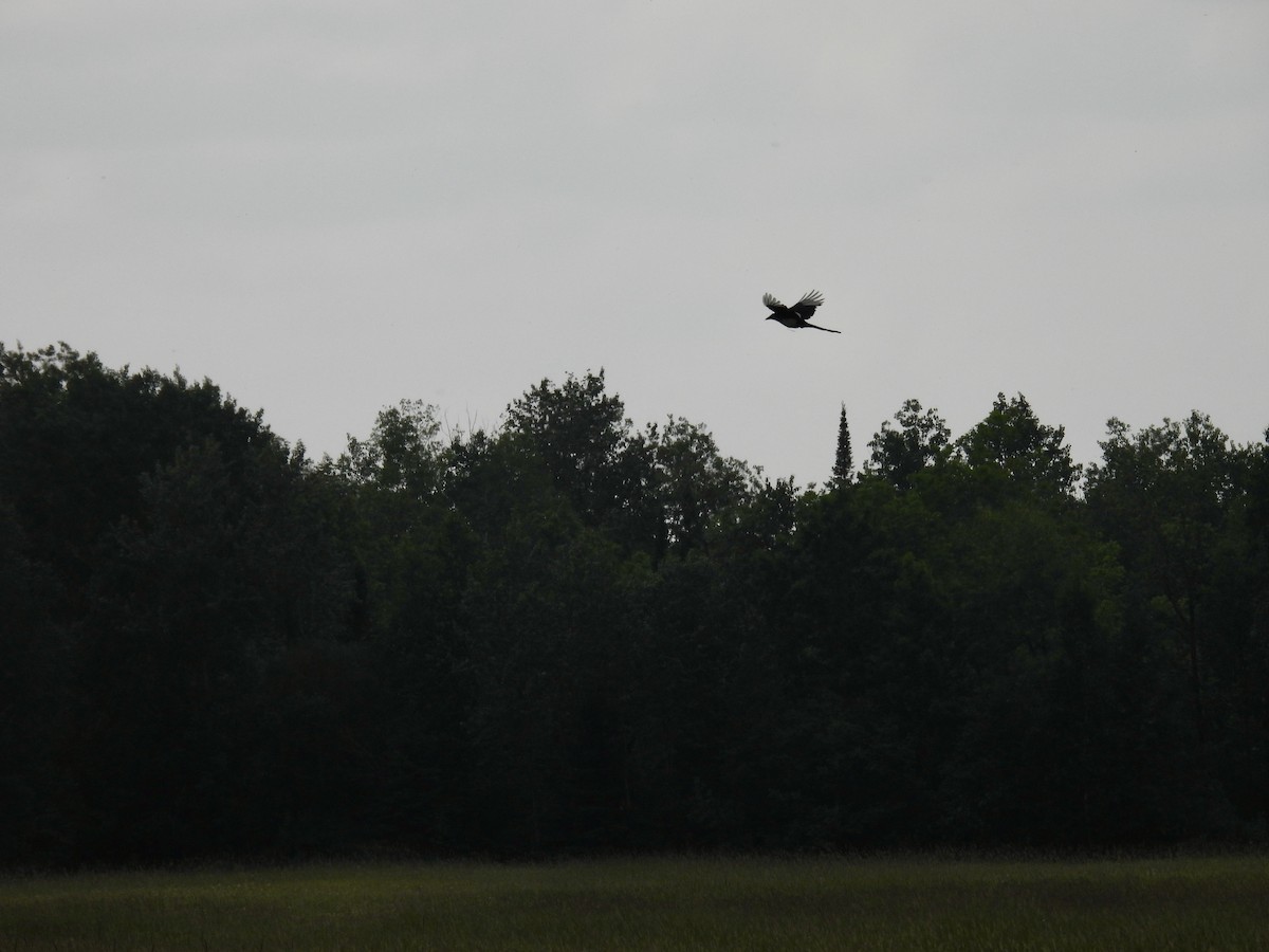 Black-billed Magpie - ML588673031