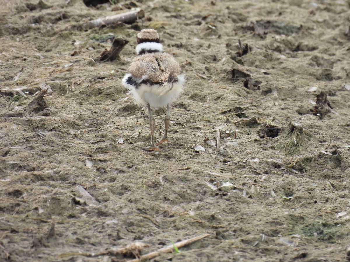 Killdeer - ML588673151