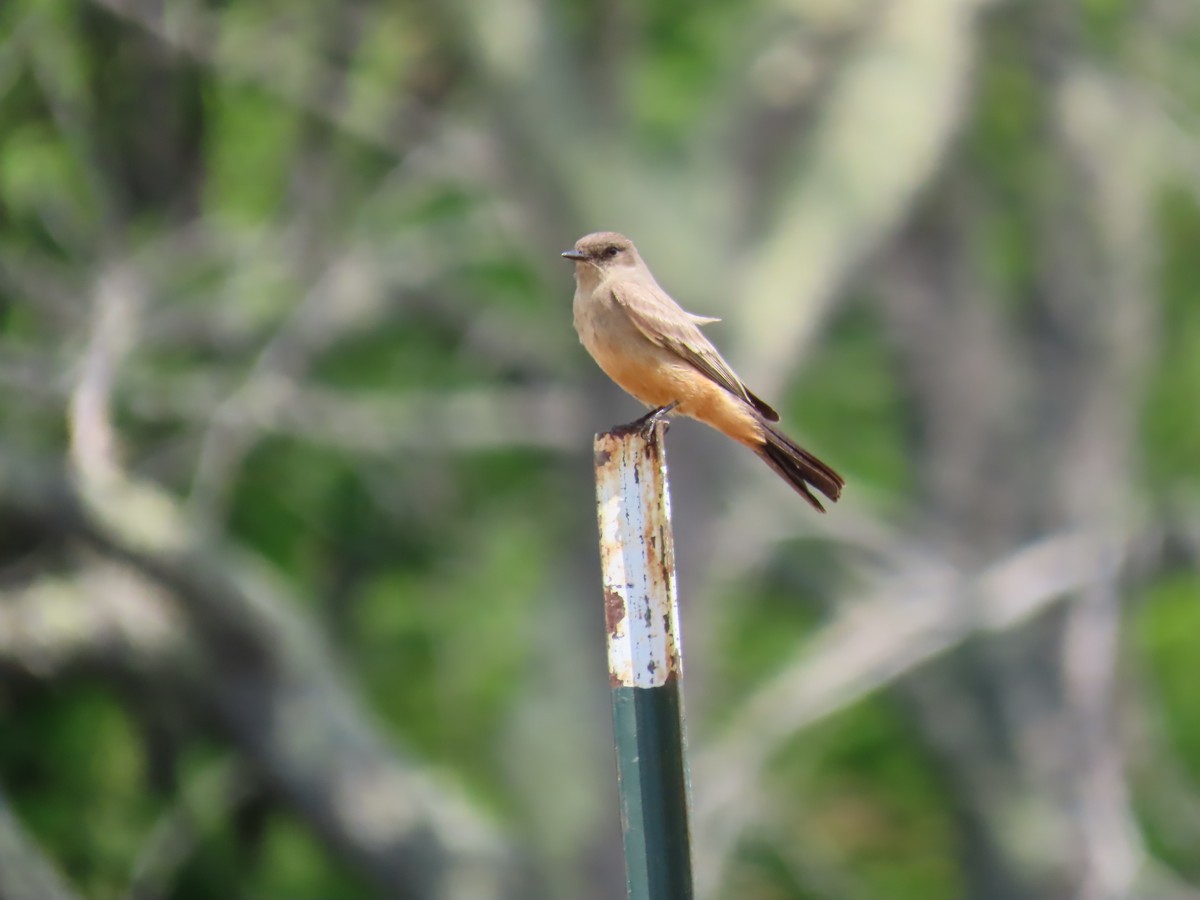 Say's Phoebe - ML588673171