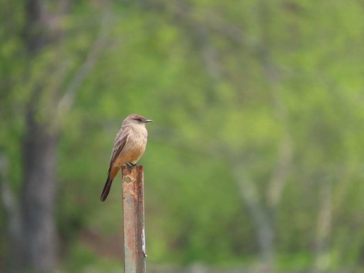 Say's Phoebe - ML588673181