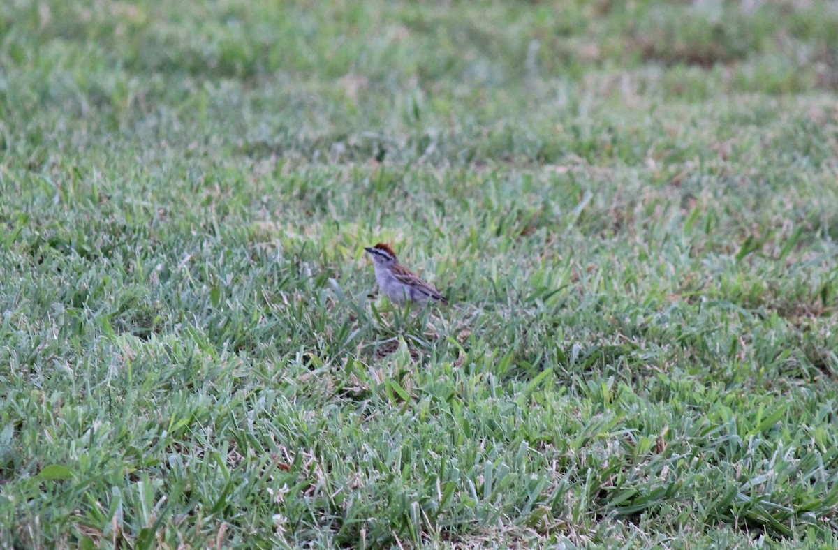 Chipping Sparrow - ML588673661