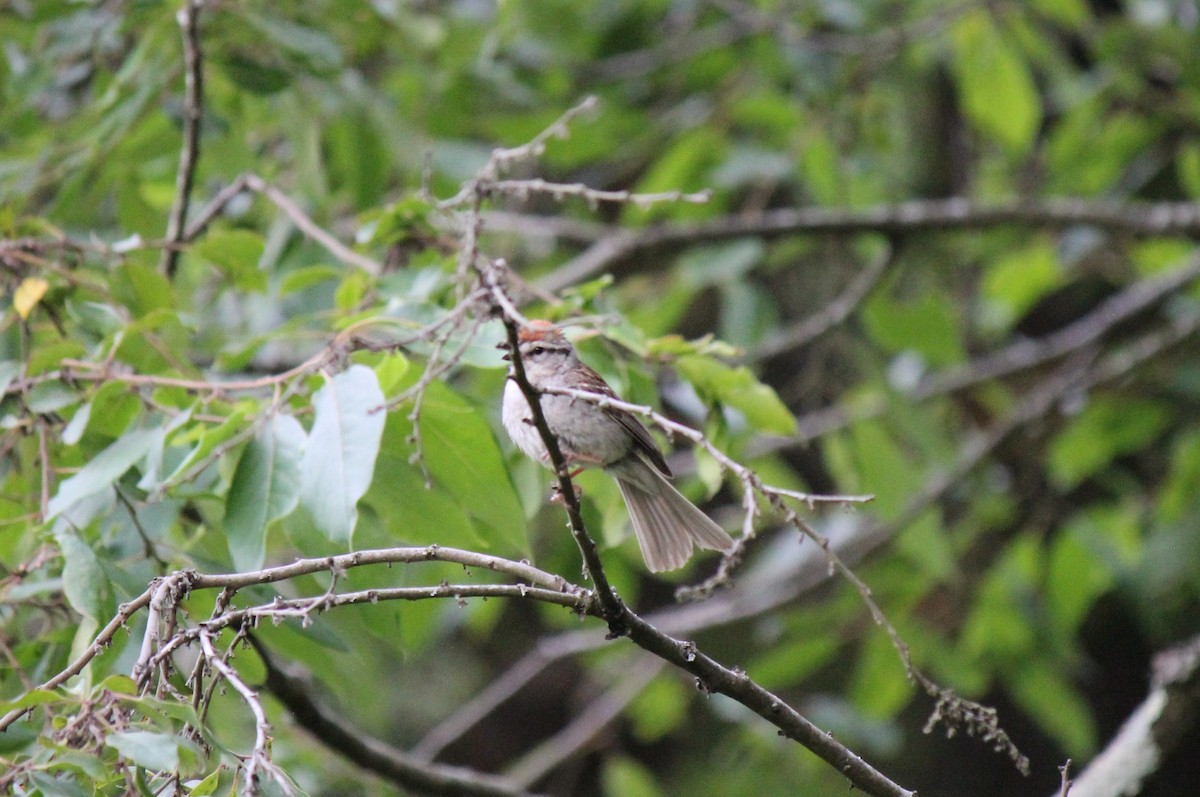 Chipping Sparrow - ML588673681