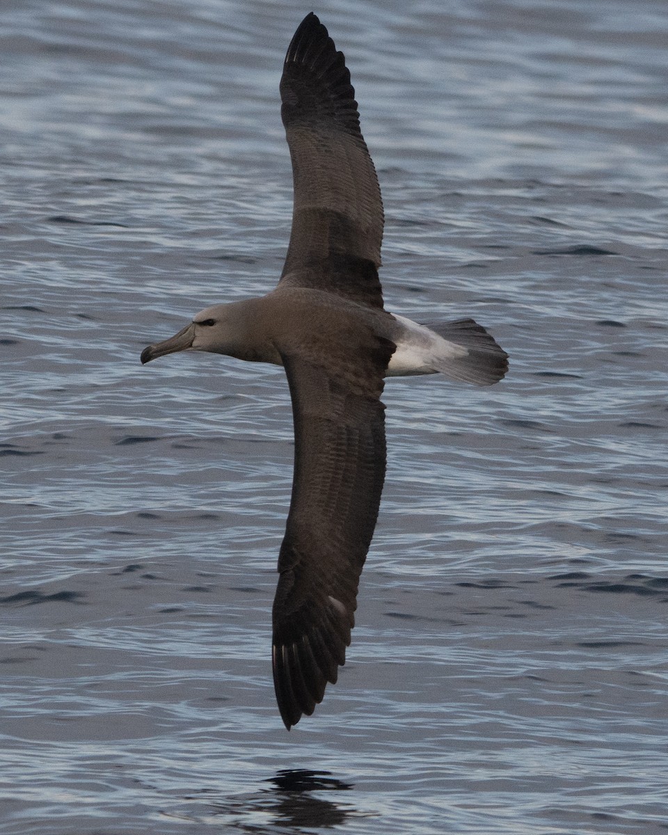 Chatham Albatross - Isabel Celedon Varas