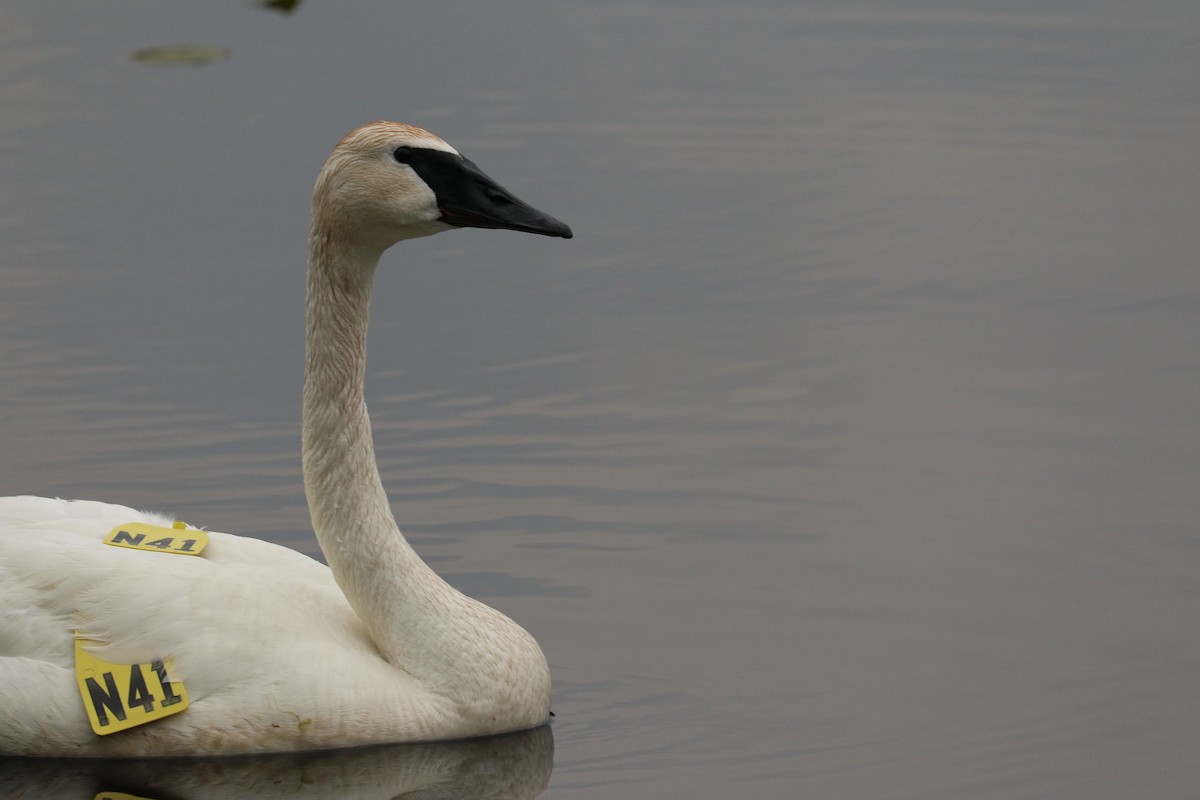 Trumpeter Swan - ML588674331