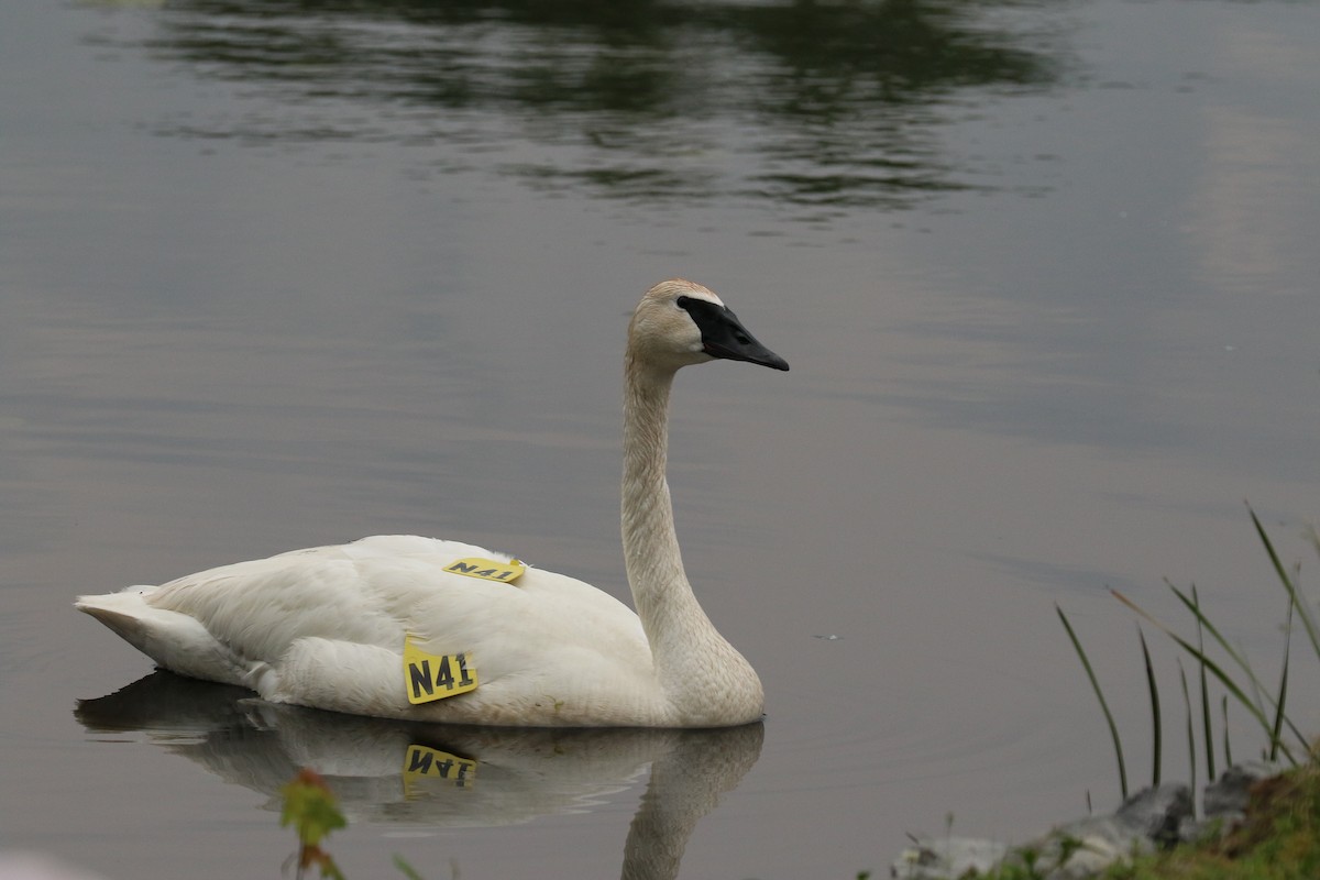 Trumpeter Swan - ML588674361