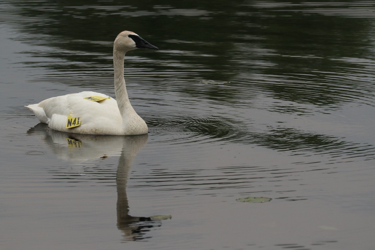 Trumpeter Swan - ML588674411