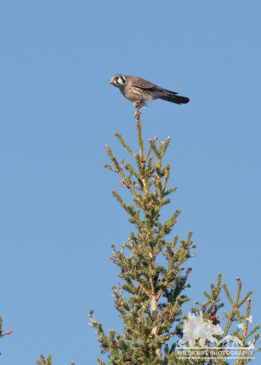 American Kestrel - Marcus Jackson